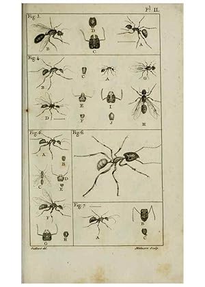 Imagen del vendedor de Reproduccin/Reproduction 8448524910: Histoire naturelle des fourmis :. Paris :T. Barrois, pre,1802 a la venta por EL BOLETIN