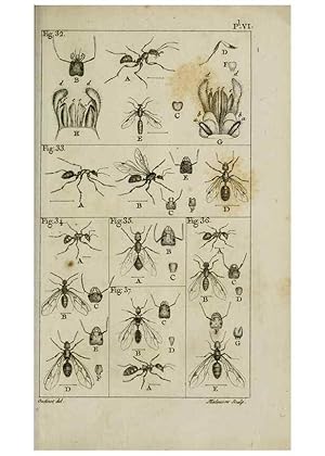 Imagen del vendedor de Reproduccin/Reproduction 8447438305: Histoire naturelle des fourmis :. Paris :T. Barrois, pre,1802 a la venta por EL BOLETIN