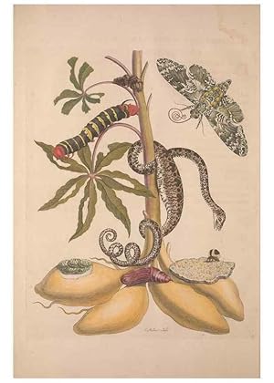 Imagen del vendedor de Reproduccin/Reproduction 8506175543: Metamorphosis insectorum surinamensium. Amsterdam :Voor den auteur, als ook by G. Valck,[1705] a la venta por EL BOLETIN