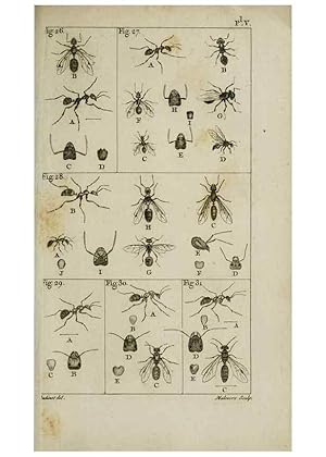 Imagen del vendedor de Reproduccin/Reproduction 8447437421: Histoire naturelle des fourmis :. Paris :T. Barrois, pre,1802 a la venta por EL BOLETIN