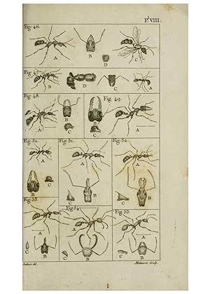 Imagen del vendedor de Reproduccin/Reproduction 8447439255: Histoire naturelle des fourmis :. Paris :T. Barrois, pre,1802 a la venta por EL BOLETIN