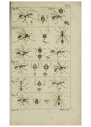 Imagen del vendedor de Reproduccin/Reproduction 8448563178: Histoire naturelle des fourmis :. Paris :T. Barrois, pre,1802 a la venta por EL BOLETIN