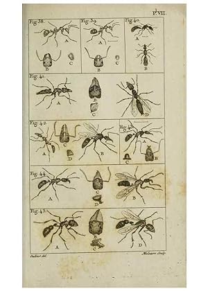 Imagen del vendedor de Reproduccin/Reproduction 8447438819: Histoire naturelle des fourmis :. Paris :T. Barrois, pre,1802 a la venta por EL BOLETIN