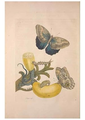 Imagen del vendedor de Reproduccin/Reproduction 8507297606: Metamorphosis insectorum surinamensium. Amsterdam :Voor den auteur, als ook by G. Valck,[1705] a la venta por EL BOLETIN