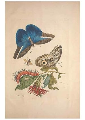 Imagen del vendedor de Reproduccin/Reproduction 8507320034: Metamorphosis insectorum surinamensium. Amsterdam :Voor den auteur, als ook by G. Valck,[1705] a la venta por EL BOLETIN