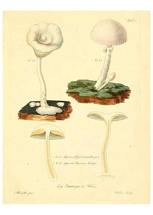 Image du vendeur pour Reproduccin/Reproduction 8494534053: Fungi austriaci delectu singulari iconibus XL observationibusque. Wien :C. Gerold,1830. mis en vente par EL BOLETIN