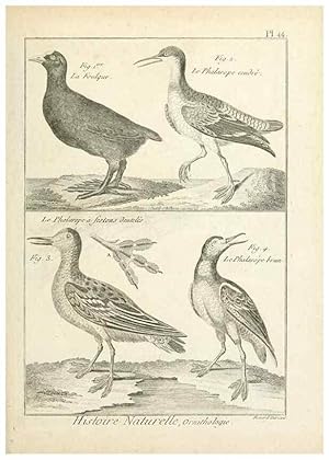 Imagen del vendedor de Reproduccin/Reproduction 7850572382: Tableau encyclopdique et mthodique des trois rgnes de la nature. A Paris :Chez Mme. veuve Agasse .,1823. a la venta por EL BOLETIN