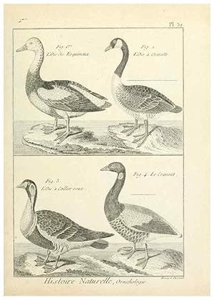 Immagine del venditore per Reproduccin/Reproduction 7850565336: Tableau encyclopdique et mthodique des trois rgnes de la nature. A Paris :Chez Mme. veuve Agasse .,1823. venduto da EL BOLETIN