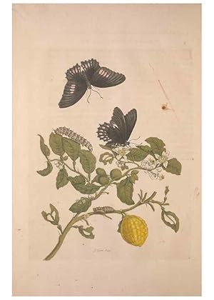 Imagen del vendedor de Reproduccin/Reproduction 8506182595: Metamorphosis insectorum surinamensium. Amsterdam :Voor den auteur, als ook by G. Valck,[1705] a la venta por EL BOLETIN