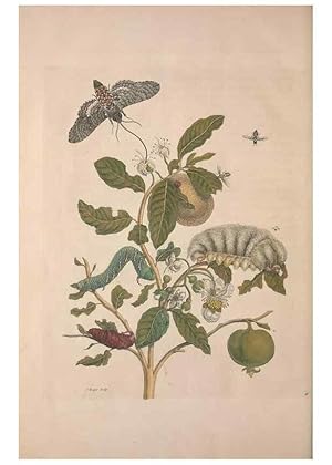 Imagen del vendedor de Reproduccin/Reproduction 8506207757: Metamorphosis insectorum surinamensium. Amsterdam :Voor den auteur, als ook by G. Valck,[1705] a la venta por EL BOLETIN