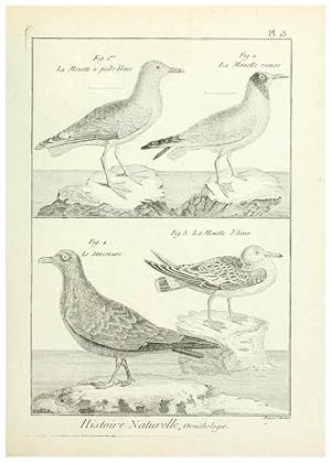 Immagine del venditore per Reproduccin/Reproduction 7850560434: Tableau encyclopdique et mthodique des trois rgnes de la nature. A Paris :Chez Mme. veuve Agasse .,1823. venduto da EL BOLETIN