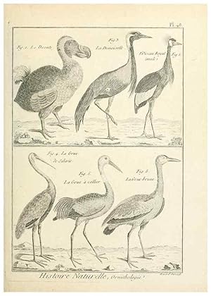 Immagine del venditore per Reproduccin/Reproduction 7850574862: Tableau encyclopdique et mthodique des trois rgnes de la nature. A Paris :Chez Mme. veuve Agasse .,1823. venduto da EL BOLETIN