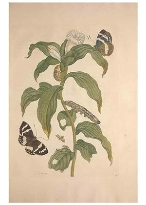 Seller image for Reproduccin/Reproduction 8507305848: Metamorphosis insectorum surinamensium. Amsterdam :Voor den auteur, als ook by G. Valck,[1705] for sale by EL BOLETIN