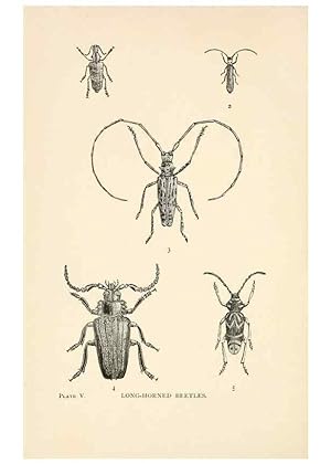 Seller image for Reproduccin/Reproduction 8495326320: Insect life;. New York,D.Appleton and Company,1897. for sale by EL BOLETIN