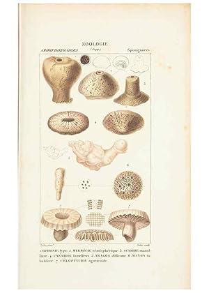 Seller image for Reproduccin/Reproduction 7780732546: Atlas de zoologie :. Paris :Germer Bailliere,1844. for sale by EL BOLETIN