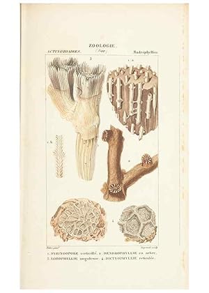 Seller image for Reproduccin/Reproduction 7780722530: Atlas de zoologie :. Paris :Germer Bailliere,1844. for sale by EL BOLETIN