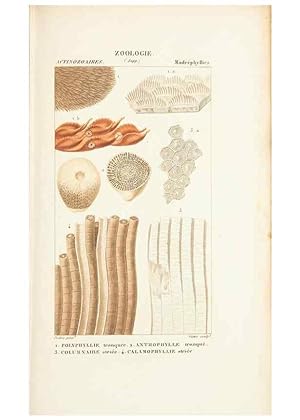 Image du vendeur pour Reproduccin/Reproduction 7780723544: Atlas de zoologie :. Paris :Germer Bailliere,1844. mis en vente par EL BOLETIN