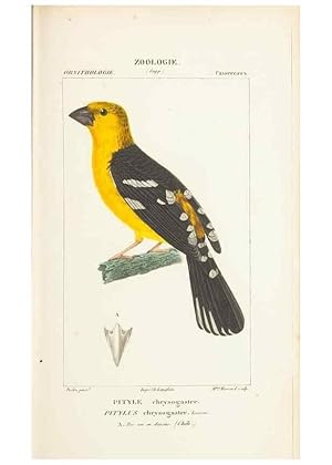 Image du vendeur pour Reproduccin/Reproduction 7780684916: Atlas de zoologie :. Paris :Germer Bailliere,1844. mis en vente par EL BOLETIN