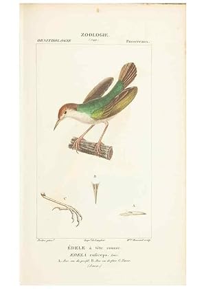 Seller image for Reproduccin/Reproduction 7780690736: Atlas de zoologie :. Paris :Germer Bailliere,1844. for sale by EL BOLETIN