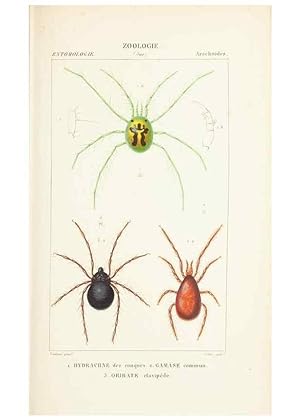 Image du vendeur pour Reproduccin/Reproduction 7780699444: Atlas de zoologie :. Paris :Germer Bailliere,1844. mis en vente par EL BOLETIN