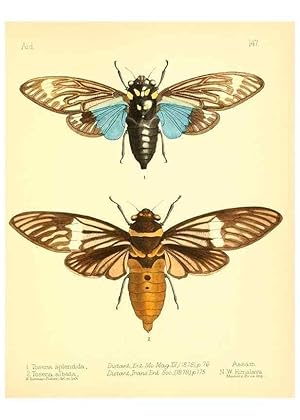 Bild des Verkufers fr Reproduccin/Reproduction 7796359978: Aid to the identification of insects /. London :E.W. Janson,1880-90. zum Verkauf von EL BOLETIN