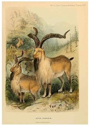 Image du vendeur pour Reproduccin/Reproduction 7977298918: Wild oxen, sheep & goats of all lands, living and extinct,. London,R. Ward,1898. mis en vente par EL BOLETIN