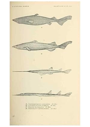 Image du vendeur pour Reproduccin/Reproduction 7983295292: The fishes of North and Middle America :. Washington :Smithsonian Institution, United States National Museum,1896-1900. mis en vente par EL BOLETIN