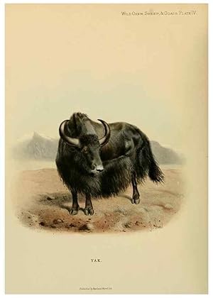 Image du vendeur pour Reproduccin/Reproduction 7977282163: Wild oxen, sheep & goats of all lands, living and extinct,. London,R. Ward,1898. mis en vente par EL BOLETIN