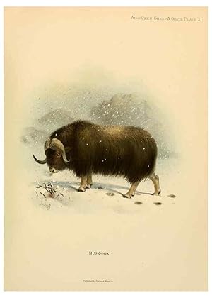 Seller image for Reproduccin/Reproduction 7977289192: Wild oxen, sheep & goats of all lands, living and extinct,. London,R. Ward,1898. for sale by EL BOLETIN