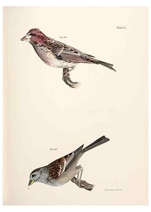 Seller image for Reproduccin/Reproduction 7894695950: Zoology of New York;. Albany :W. & A. White & J. Visscher :1842-44. for sale by EL BOLETIN