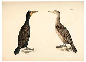 Seller image for Reproduccin/Reproduction 7894731186: Zoology of New York;. Albany :W. & A. White & J. Visscher :1842-44. for sale by EL BOLETIN