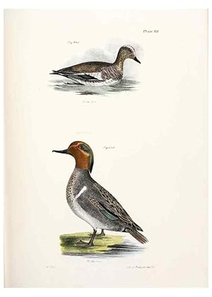 Seller image for Reproduccin/Reproduction 7894724856: Zoology of New York;. Albany :W. & A. White & J. Visscher :1842-44. for sale by EL BOLETIN