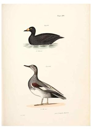 Seller image for Reproduccin/Reproduction 7894722848: Zoology of New York;. Albany :W. & A. White & J. Visscher :1842-44. for sale by EL BOLETIN