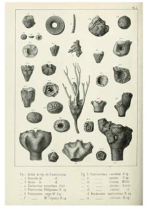 Image du vendeur pour Reproduccin/Reproduction 7879861424: Recherches sur les Crinoi?des du terrain Carbonife`re de la Belgique, &c. /. 1854. mis en vente par EL BOLETIN