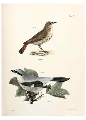 Seller image for Reproduccin/Reproduction 7894672286: Zoology of New York;. Albany :W. & A. White & J. Visscher :1842-44. for sale by EL BOLETIN