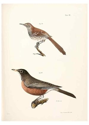 Seller image for Reproduccin/Reproduction 7894673150: Zoology of New York;. Albany :W. & A. White & J. Visscher :1842-44. for sale by EL BOLETIN