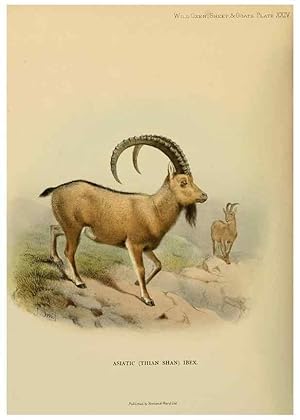 Image du vendeur pour Reproduccin/Reproduction 7977295873: Wild oxen, sheep & goats of all lands, living and extinct,. London,R. Ward,1898. mis en vente par EL BOLETIN