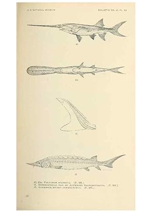 Bild des Verkufers fr Reproduccin/Reproduction 7983303116: The fishes of North and Middle America :. Washington :Smithsonian Institution, United States National Museum,1896-1900. zum Verkauf von EL BOLETIN