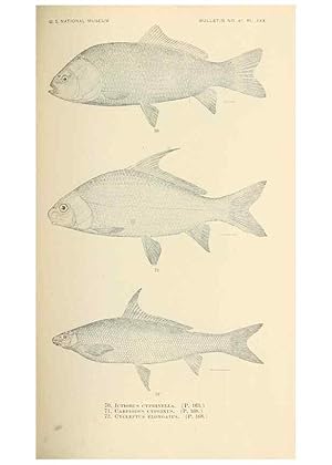 Image du vendeur pour Reproduccin/Reproduction 7983309272: The fishes of North and Middle America :. Washington :Smithsonian Institution, United States National Museum,1896-1900. mis en vente par EL BOLETIN