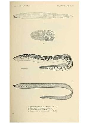 Image du vendeur pour Reproduccin/Reproduction 7983252099: The fishes of North and Middle America :. Washington :Smithsonian Institution, United States National Museum,1896-1900. mis en vente par EL BOLETIN