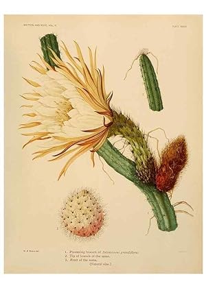 Bild des Verkufers fr Reproduccin/Reproduction 7979562789: The Cactaceae :. Washington :Carnegie Institution of Washington,1919-1923. zum Verkauf von EL BOLETIN