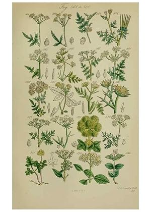 Image du vendeur pour Reproduccin/Reproduction 7507493596: British wild flowers. London,J. Van Voorst,1876. mis en vente par EL BOLETIN