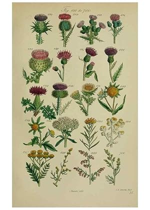 Image du vendeur pour Reproduccin/Reproduction 7507501456: British wild flowers. London,J. Van Voorst,1876. mis en vente par EL BOLETIN