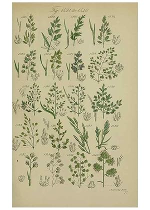 Image du vendeur pour Reproduccin/Reproduction 7507563638: British wild flowers. London,J. Van Voorst,1876. mis en vente par EL BOLETIN