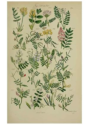 Seller image for Reproduccin/Reproduction 7507476292: British wild flowers. London,J. Van Voorst,1876. for sale by EL BOLETIN