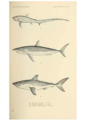 Image du vendeur pour Reproduccin/Reproduction 7983294208: The fishes of North and Middle America :. Washington :Smithsonian Institution, United States National Museum,1896-1900. mis en vente par EL BOLETIN