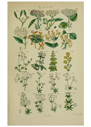 Image du vendeur pour Reproduccin/Reproduction 7507494822: British wild flowers. London,J. Van Voorst,1876. mis en vente par EL BOLETIN