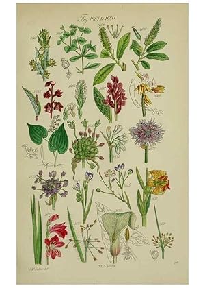 Seller image for Reproduccin/Reproduction 7507574764: British wild flowers. London,J. Van Voorst,1876. for sale by EL BOLETIN