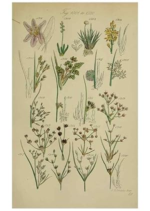 Seller image for Reproduccin/Reproduction 7507548170: British wild flowers. London,J. Van Voorst,1876. for sale by EL BOLETIN