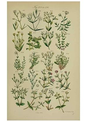 Image du vendeur pour Reproduccin/Reproduction 7507468016: British wild flowers. London,J. Van Voorst,1876. mis en vente par EL BOLETIN